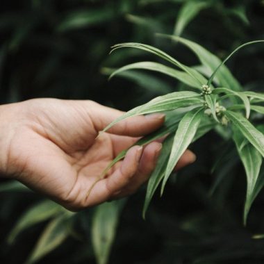 ¿Es legal vender CBD en España?