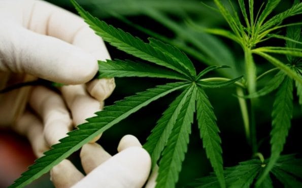 cuanto dura efectos cbd
