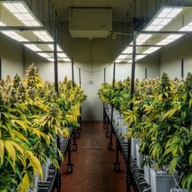 Diferencias entre el cultivo de CBD indoor y en invernadero