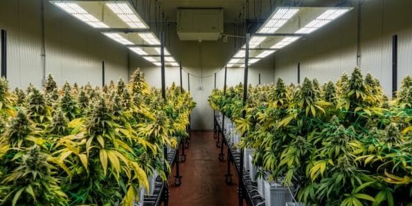 Diferencias entre el cultivo de CBD indoor y en invernadero