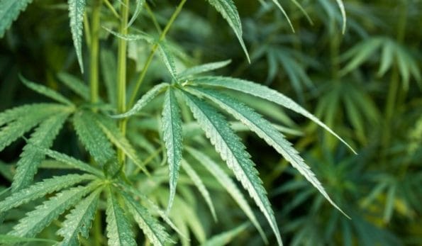 diferencias entre cbd y thc
