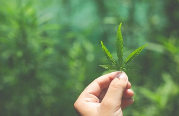 Prohibición del HHC en España: ¿Qué Ha Cambiado?