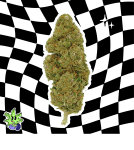 CANDY KUSH